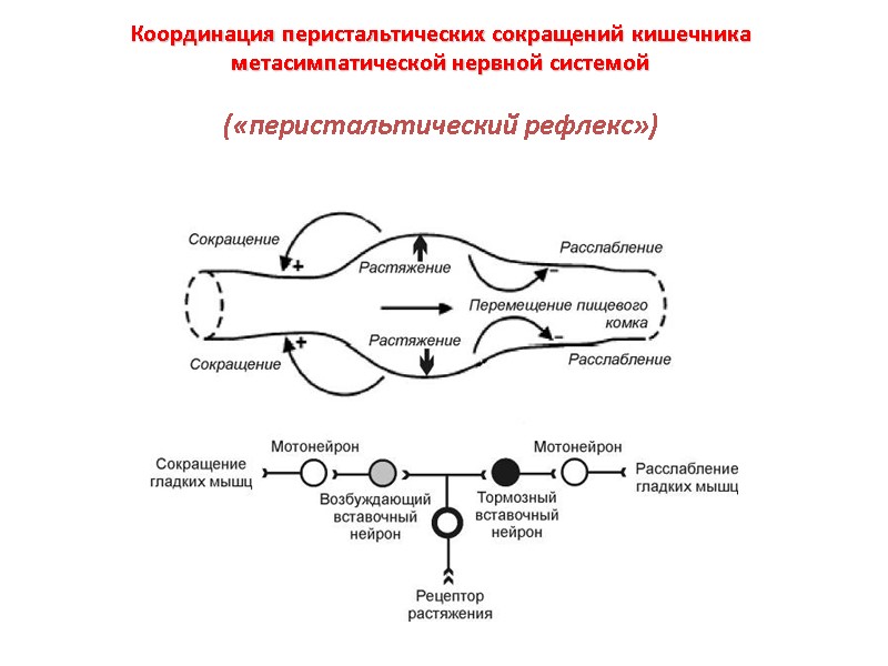 Координация перистальтических сокращений кишечника метасимпатической нервной системой  («перистальтический рефлекс»)